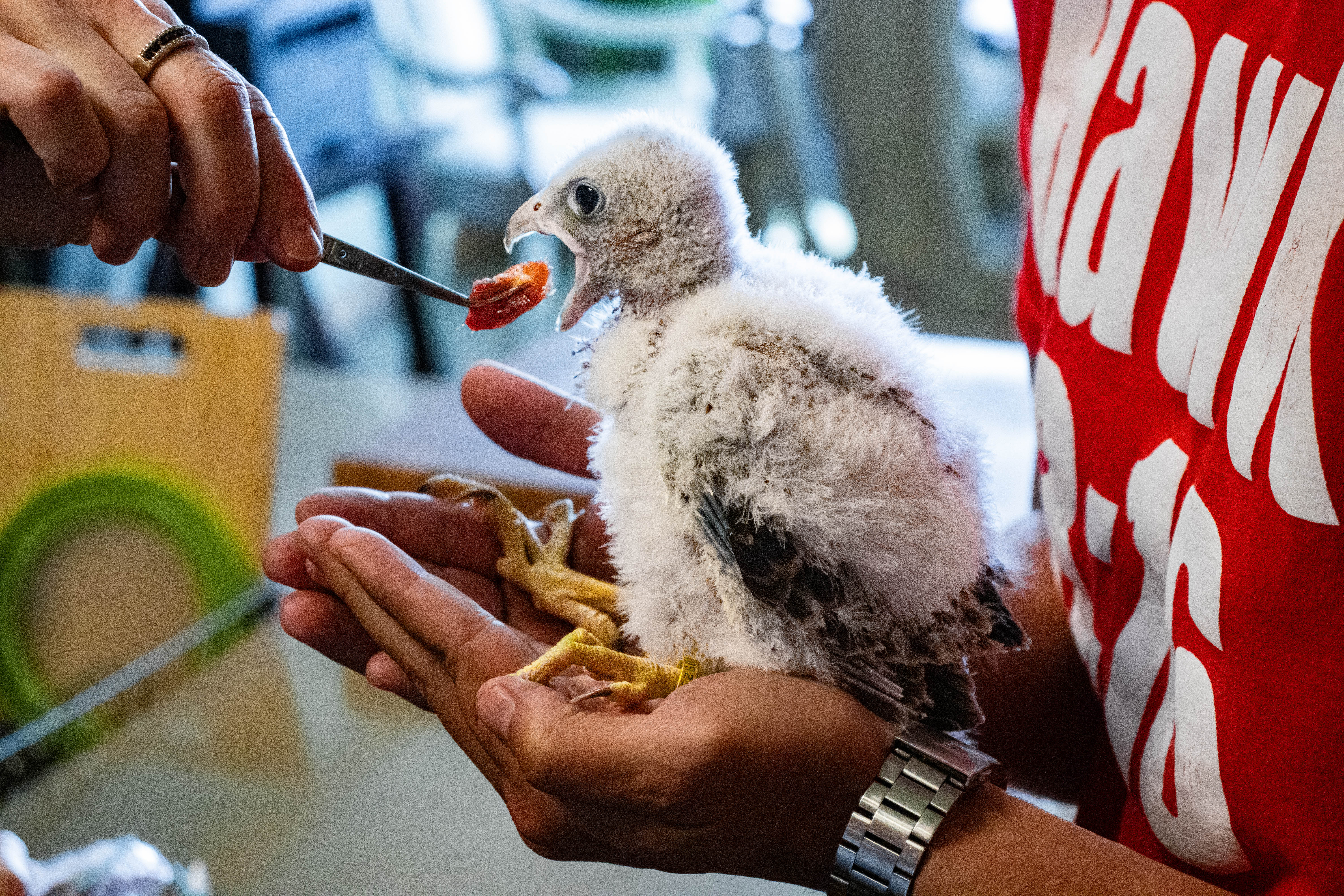 Hand feeding a young hawk